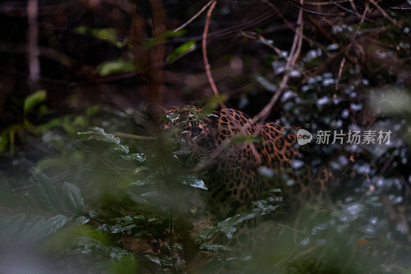 动物:成年雌豹(Panthera pardus)。